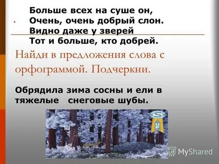 Зима обрядила сосны