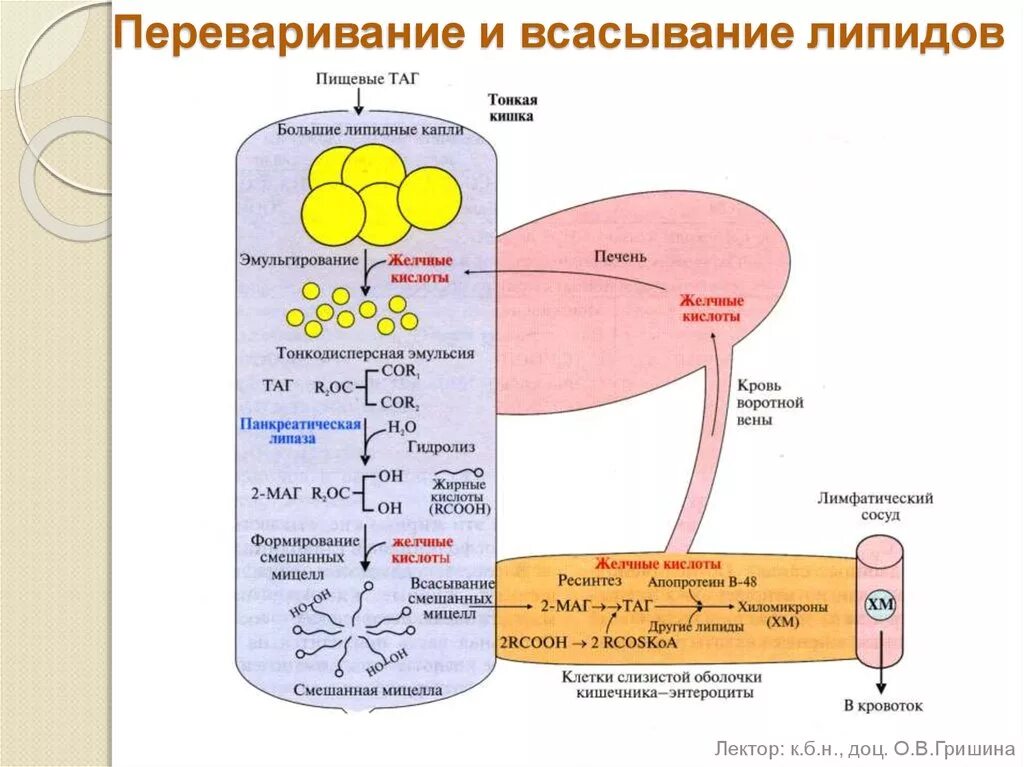 Где начинается переваривание жиров. Схема переваривания жиров биохимия. всасывание липидов схема. переваривание липидов в жкт реакции. переваривание липидов биохимия схема.