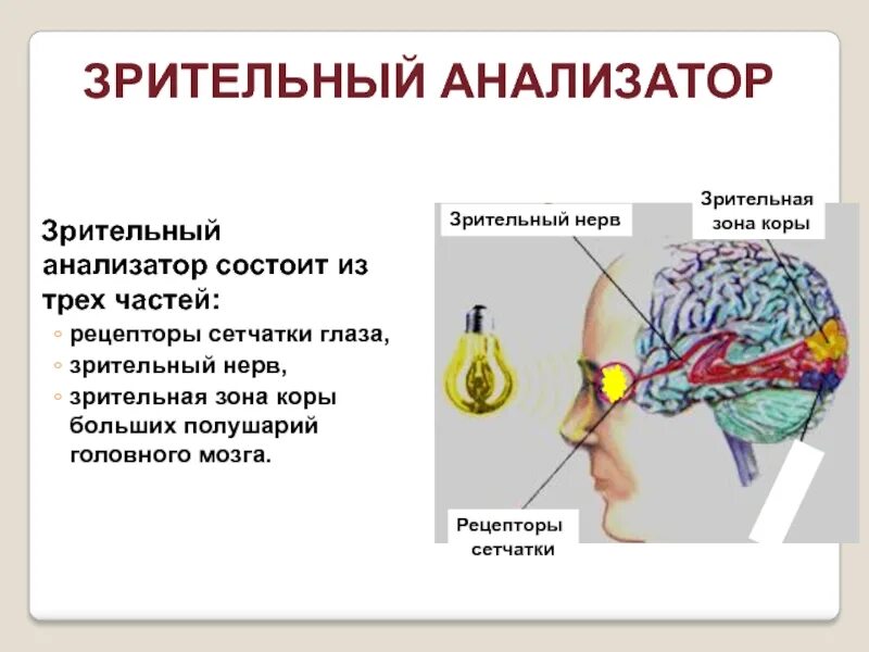 Анализатор состоит из класса. Рецепторы зрительного анализатора. зрительный анализатор состоит из. рецепторы зрительного аннализа. зрительная анализаторная зона.