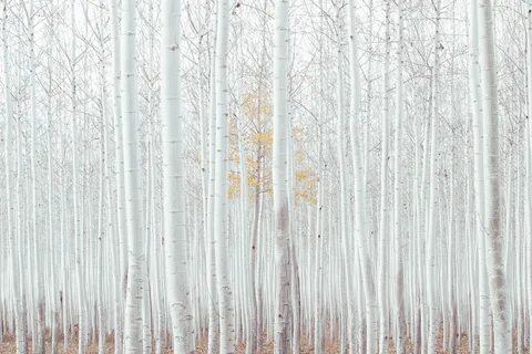 Nature white