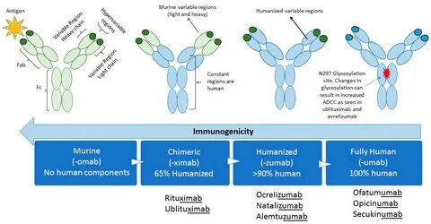 Monoclonal antibodies