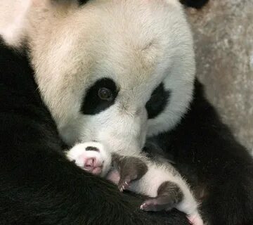 Panda net