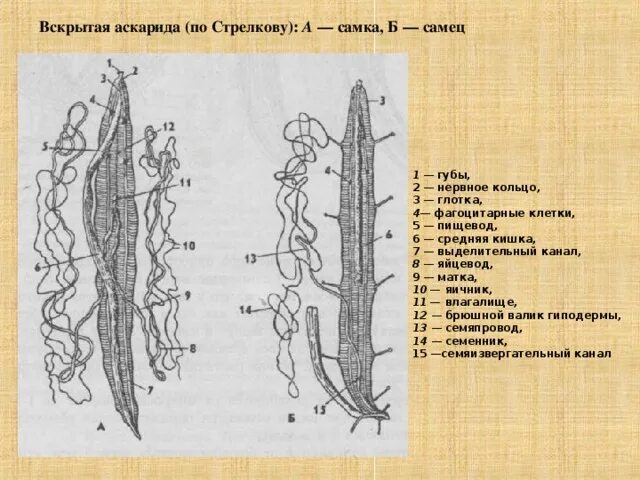 Самка аскариды строение. Аскарида лошадиная строение. внешнее строение лошадиной аскариды. самка аскариды лошадиной строение. внешнее строение самки аскариды.