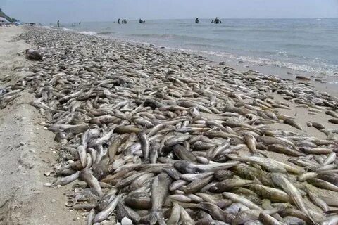 Азовское море рыба