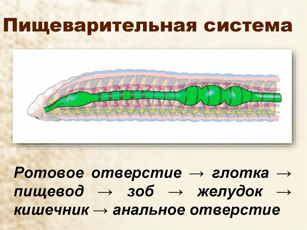 Пищ система кольчатых. Пищеварительная система кольчатых червей схема. схема пищеварения кольчатых червей. пищеварительная кольчатых червей 7 класс. тип кольчатые черви пищеварительная система.