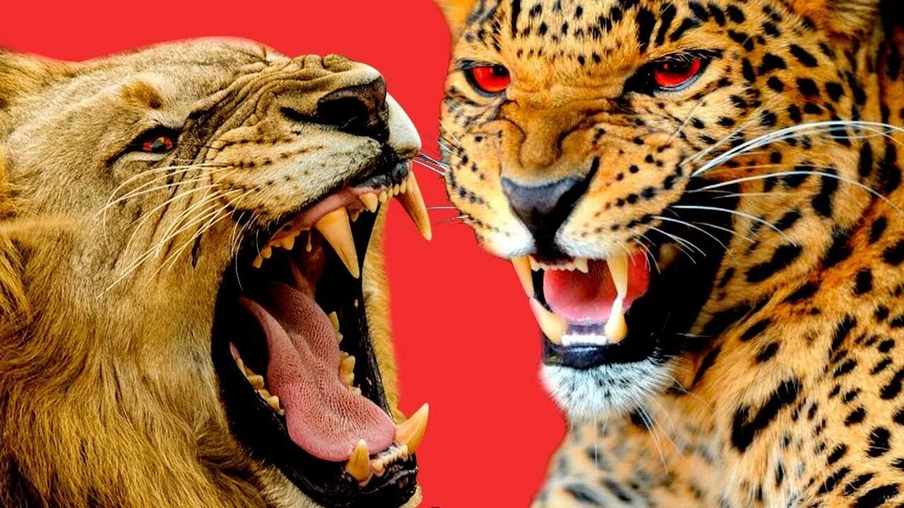 Лев гепард леопард. Тигр Лев и леопард. Пантера это леопард или Ягуар. Тигр Лев леопард Ягуар гепард.