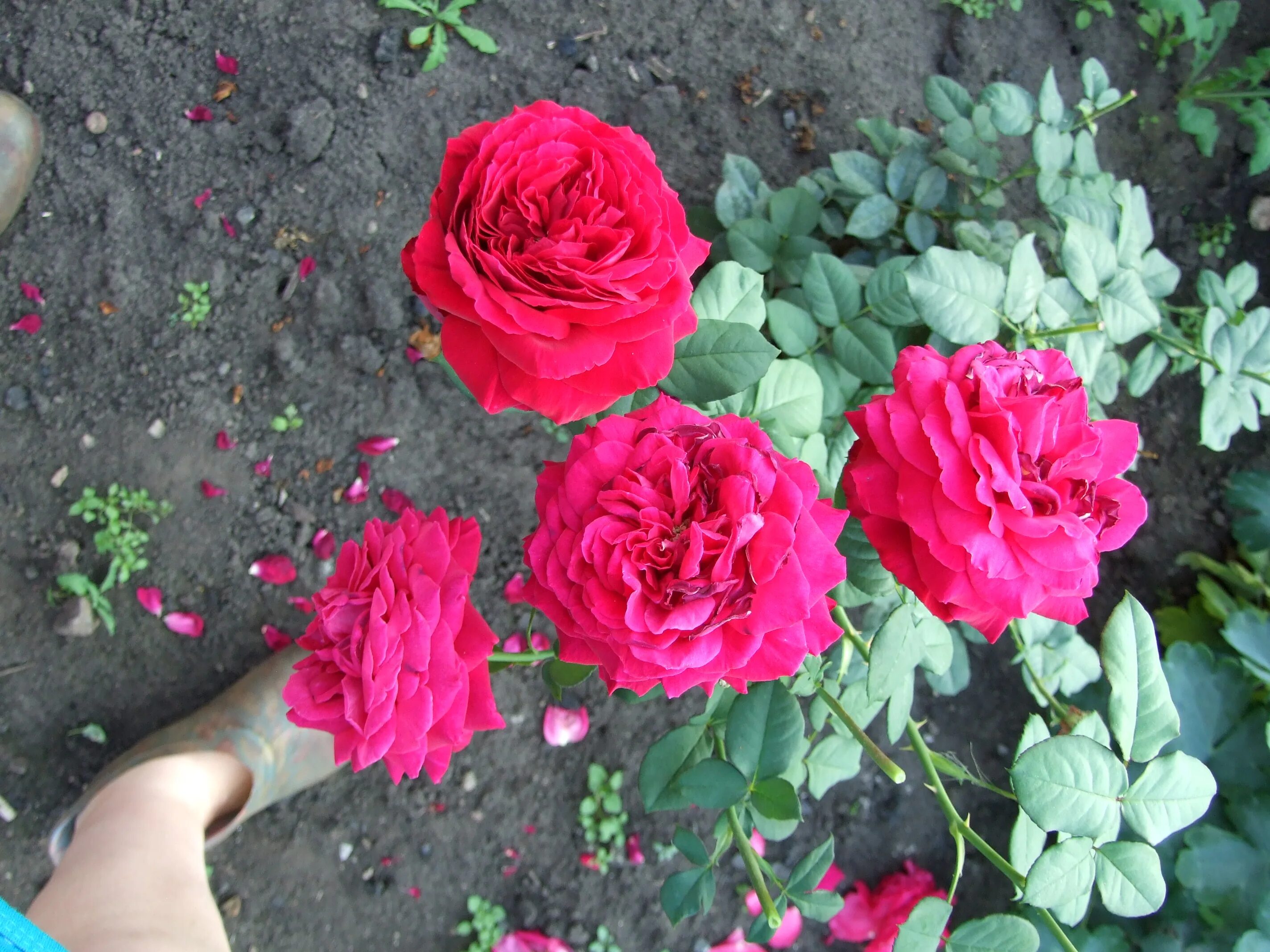 тиргартен сад роз. чеховский сад розы. роза розария ютонс. роза ольга чеховский сад. роза бельгия бельгийская.