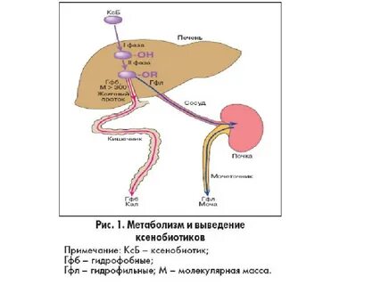Эффект первого прохождения через печень