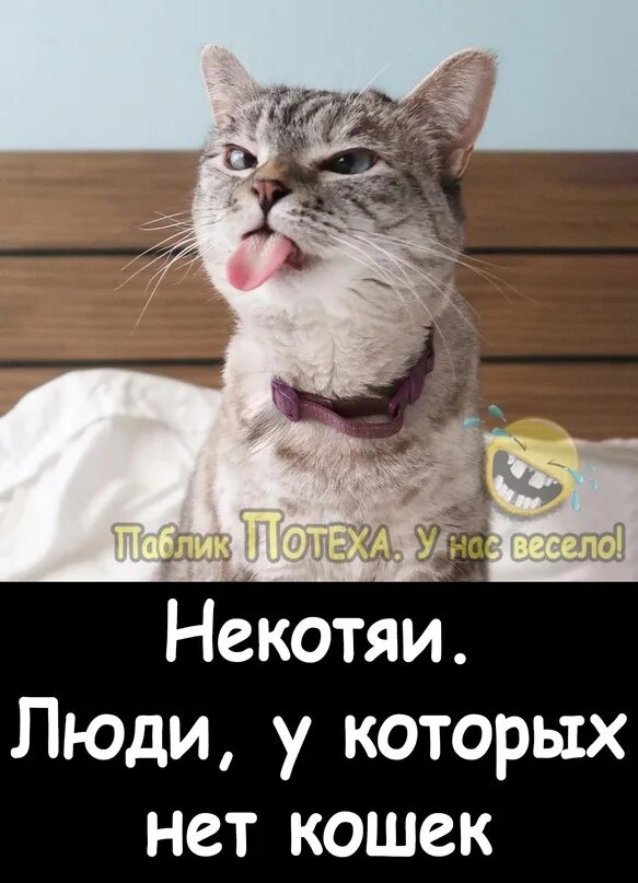 Нет кота некотяи. Картинка некотяи люди у которых. люди к которых нет кошек некотяи. люди у которых есть кот - скоты. люди, у которых нет кота - некотяи.