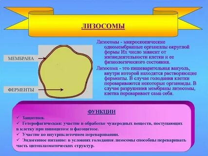 Лизосома это мембранный органоид