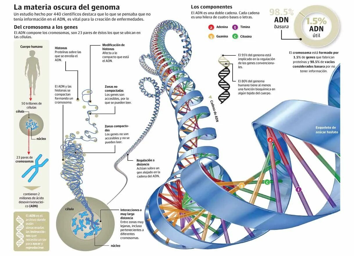 Строение генома человека. Структура генома. Структура генома человека. Структура и размер генома.