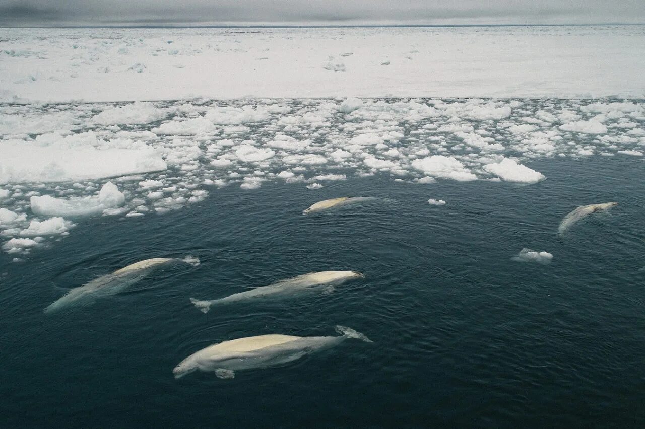 Какие рыбы на севере. Море Лаптевых Белуха. Арктика море Лаптевых. Море Лаптевых Гренландский кит. Рыбы моря Лаптевых.