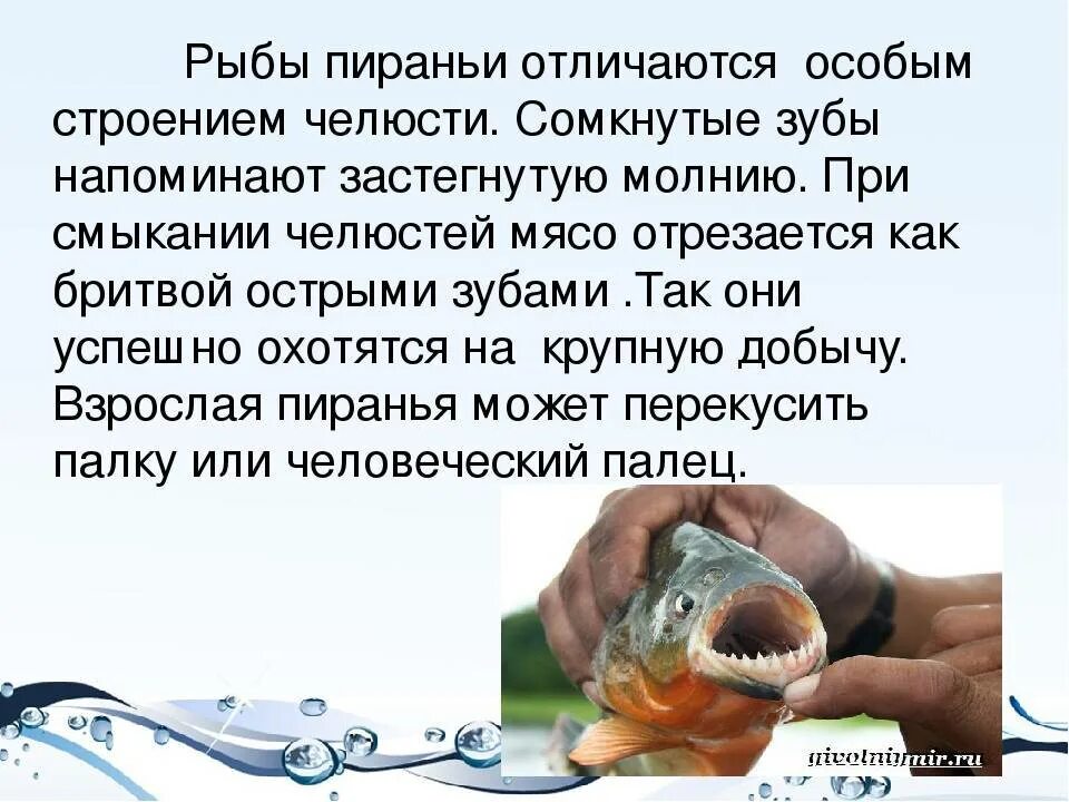 Почему рыбы живут в воде. Рассказ о пираньи. Доклад про пиранью. Факты о пираньях. Пираньи сообщение.