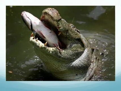 Crocodiles eat