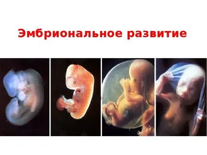 Какое развитие называют эмбриональным