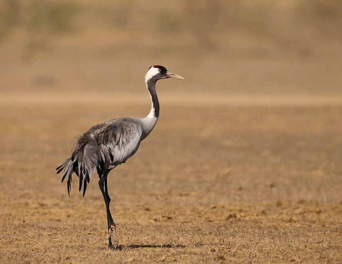 Серый журавль Grus Grus. Серый журавль самка. Краснокнижный серый журавль.