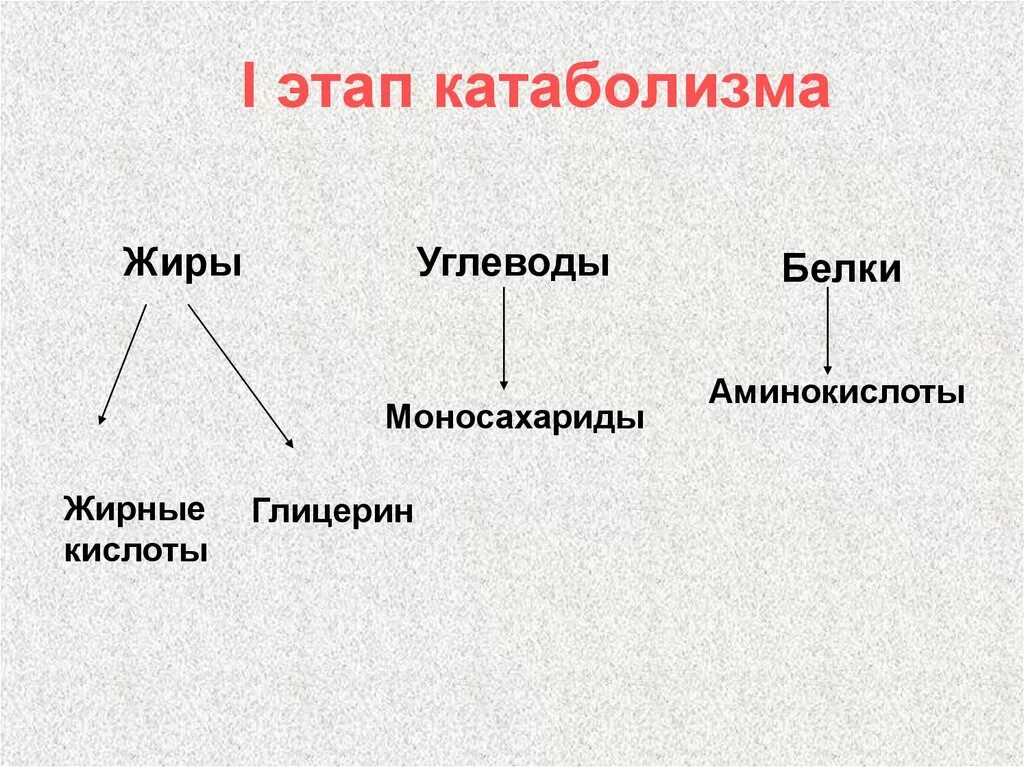2 этап катаболизма. Подготовительный этап катаболизма. первый этап катаболизма. первая стадия катаболизма. этапы катаболизма.