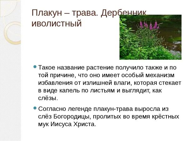 Поверье трав. Картинку про плакун трава и описание. плакун трава до зацтания. крест из плакун травы. плакун трава сушеная картинки.