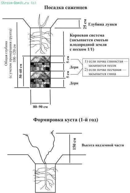 Как посадить виноград весной в открытый грунт. Схема посадки саженца винограда. Виноград посадка саженцев весной. Посадка винограда весной саженцами. Схема посадки винограда открытый грунт.