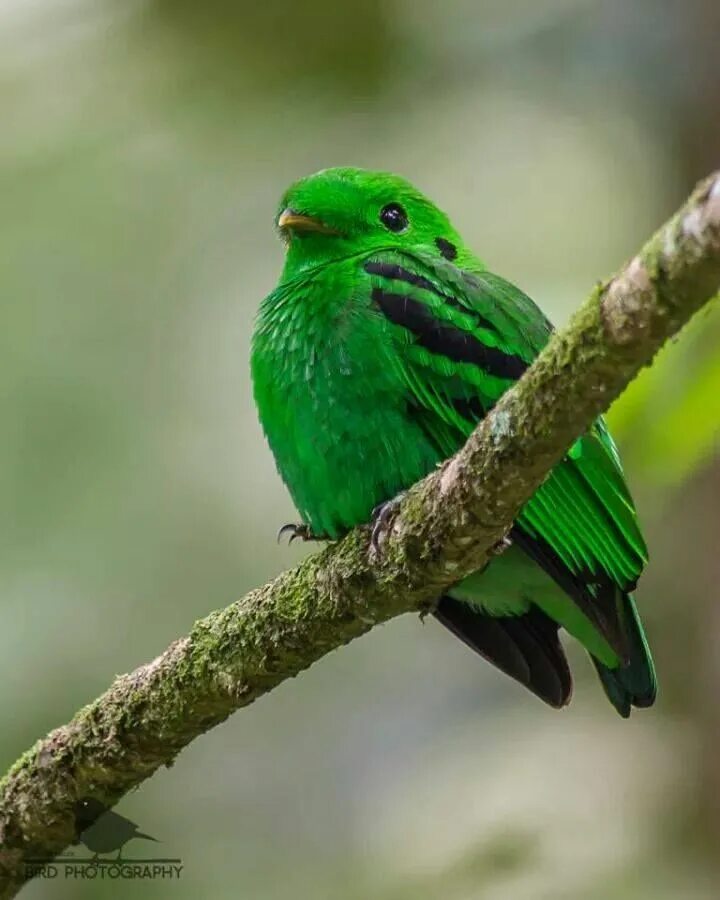 Черно зеленая птичка. Малый зелёный рогоклюв. Зелёный рогоклюв Африки. Зеленая птичка. Птица с зеленой спиной.