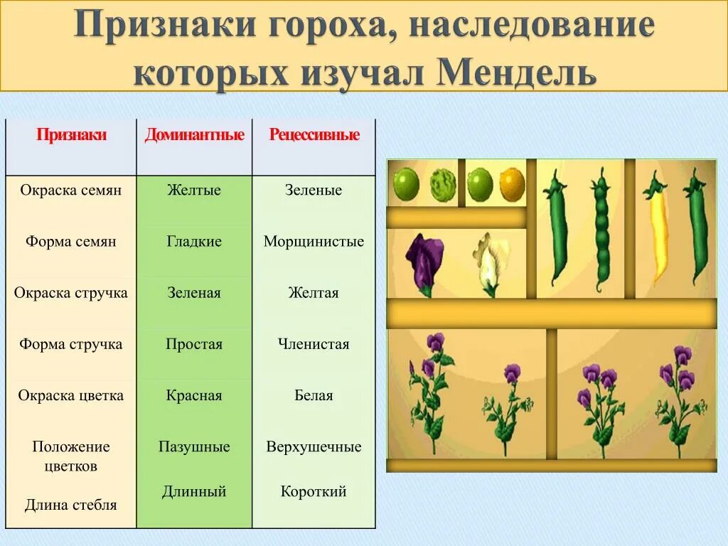 Наследственный материал растений. Наследственные признаки семян гороха посевного. Горох посевной семена наследственные признаки. Наследственные признаки семян гороха. Семена гороха наследственные признаки.