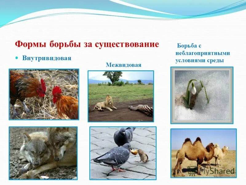 Какие примеры иллюстрируют внутривидовую борьбу за существование Презентация"Естественный отбор--главная движущая сила эволюции"