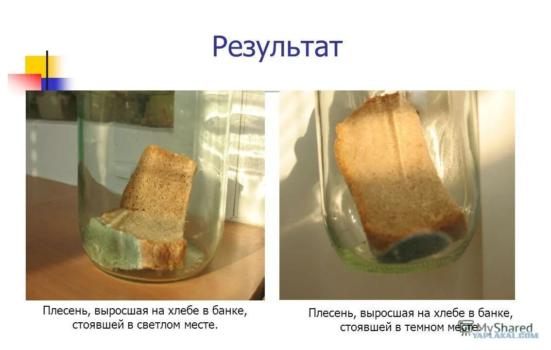 Вырастить плесень на хлебе. Плесень на хлебе в банке. Прорастить плесень на хлебе. Плесень на хлебе в баночке. Как развести плесень