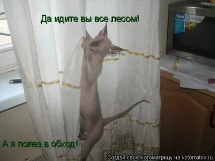 Пошло все лесом