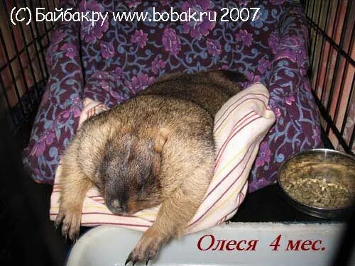 Сурок девочка. Девочка сурок. девушка с сурком. девочка с сурком фото.