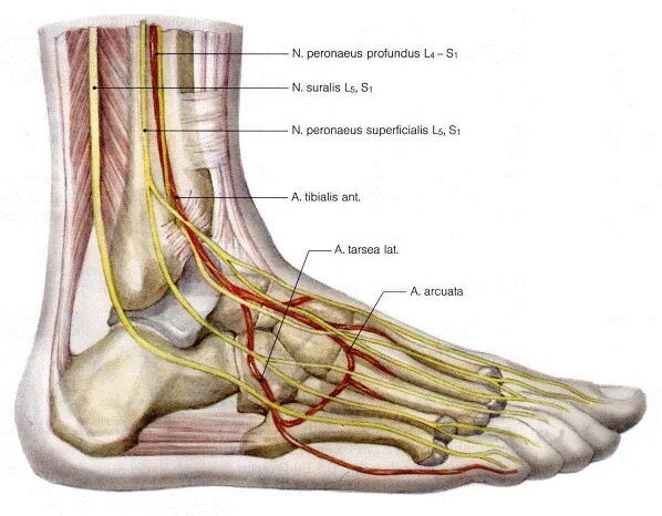N suralis. Nervus Fibularis [peroneus]. Перонеус тертиус. Peroneus Profundus. Нервы стопы анатомия.