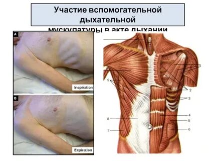 В акте дыхания участвуют