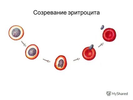 Созревание клетки