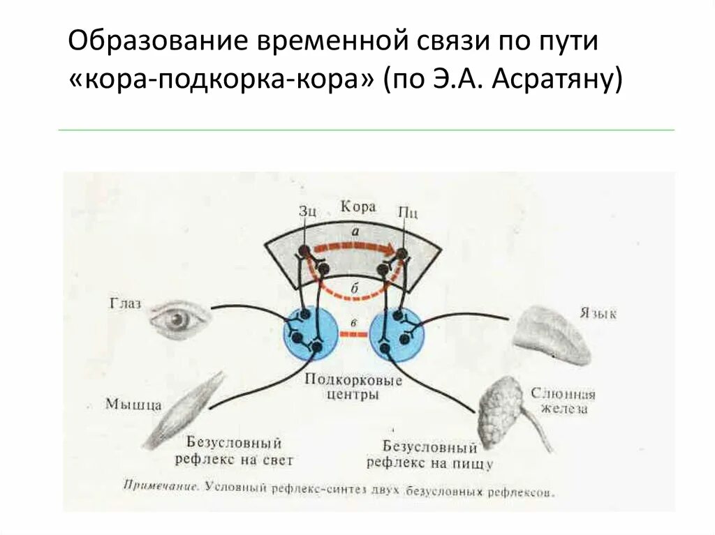 Схема условного рефлекса по Асратяну. Схема условного мигательного рефлекса. Схема формирования условного рефлекса. Схему образования условного рефлекса по Асратяну.