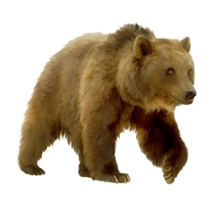 Дикие жывотных медвед для дети. Медведь карточка для детей. Медведь для детского сада. Дикие животные медведь для детей.