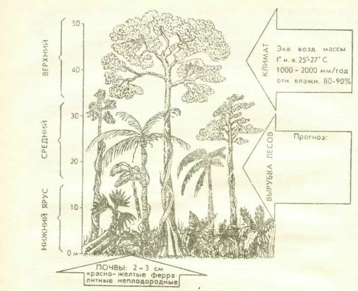 Тропические леса ярусы. Ярусность тропических лесов. Ярусность тропического леса. Ярусность тропического леса схема. Ярусность влажного тропического леса.