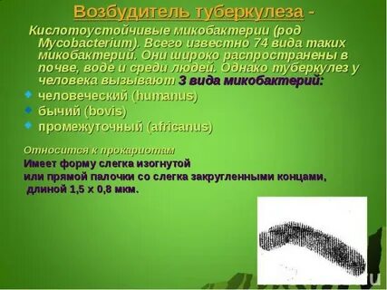Возбудителем туберкулеза является