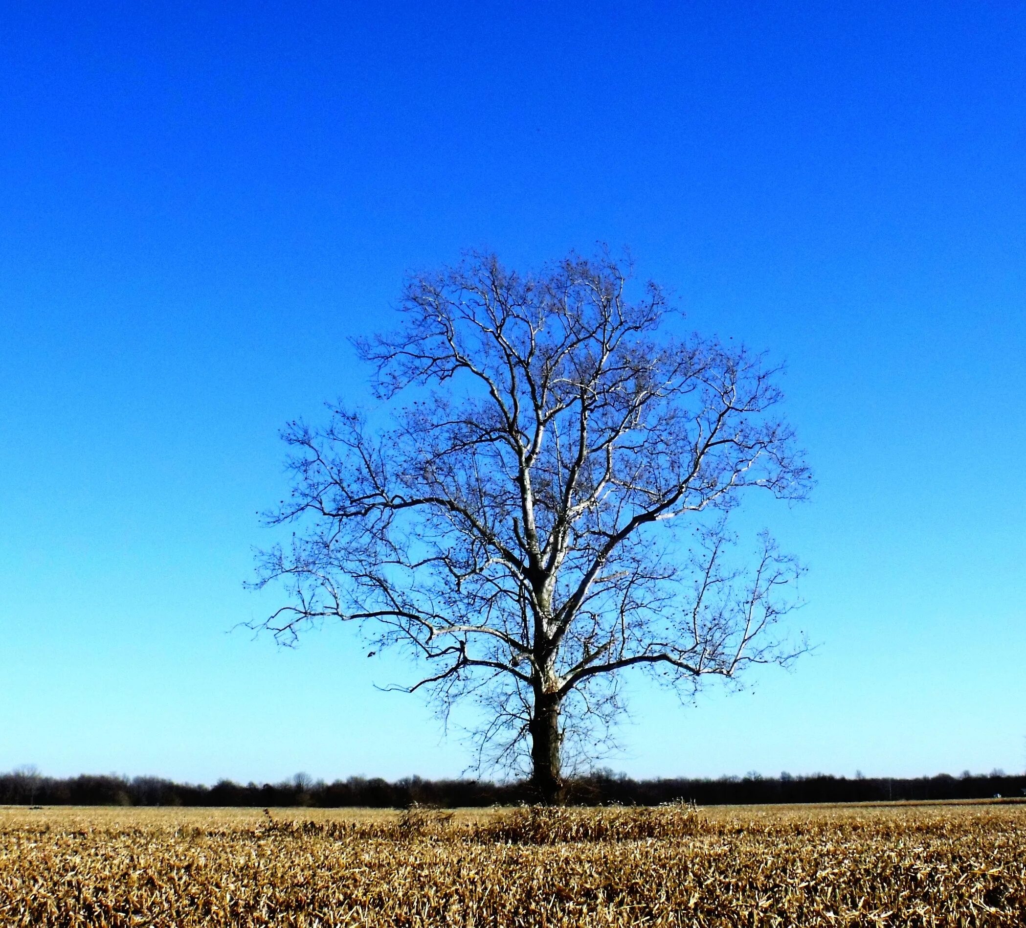 Одинокое дерево в поле. Пейзаж одинокое дерево. Небо и деревья. Одинокий дуб в поле.