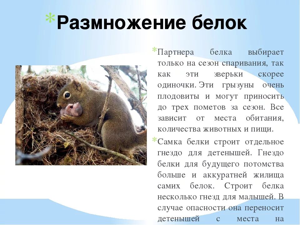 Белка сколько бельчат