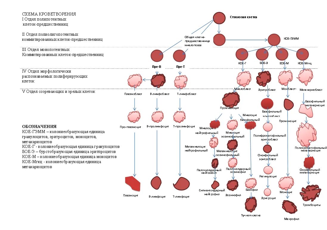 Кровь дифференцировка. Кровь схема кроветворения по и.л Черткову а.и Воробьеву. Клетки крови схема кроветворения. Схема кроветворения эритроцитов. Современная схема кроветворения эритропоэз.