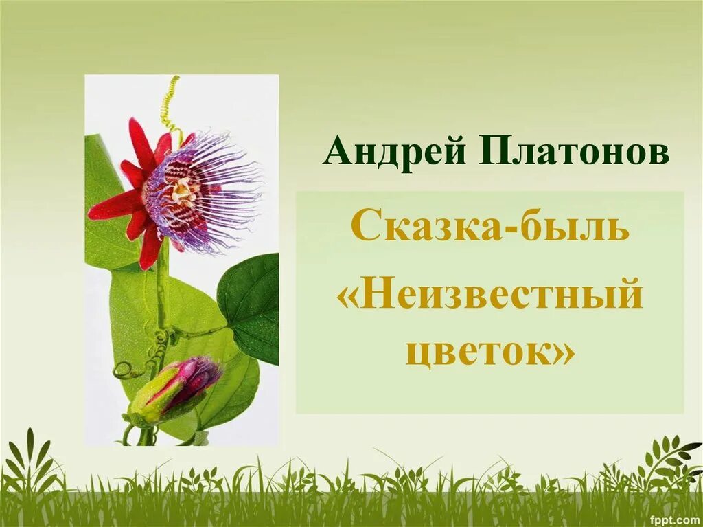 Авторское определение жанра неизвестный цветок. Сказка быль Платонова неизвестный цветок. Платонов сказка быль неизвестный цветок. Платонов а. "неизвестный цветок".