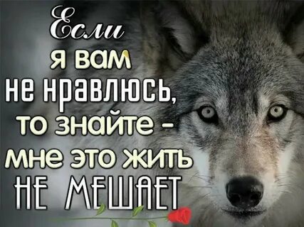 Волки и люди цитаты на картинках