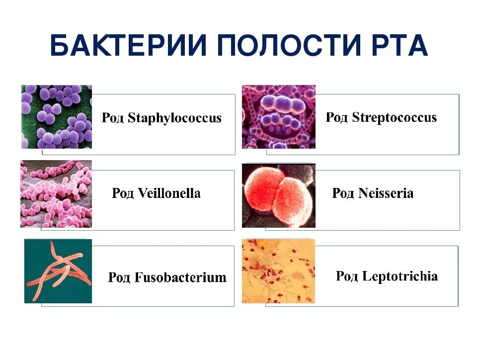 Бактерии в слюне