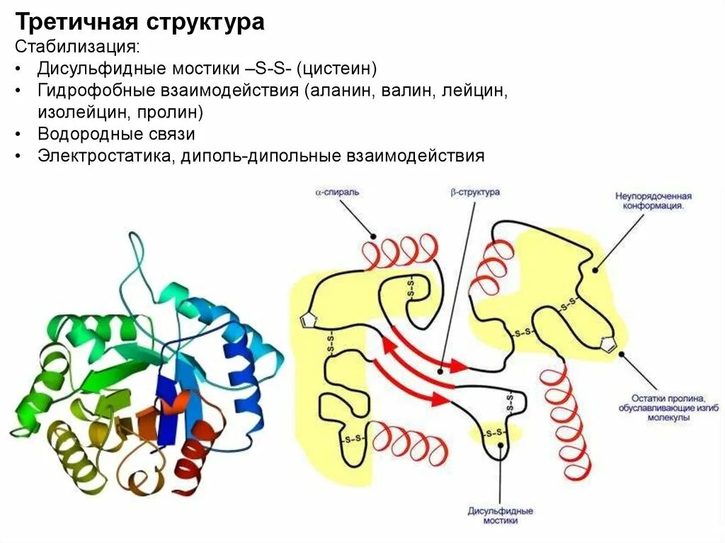 Третичная структура белка дисульфидные мостики. Дисульфидные связи в третичной структуре. Третичная структура белка дисульфидные связи. Дисульфидный мостик структура белка. Третичную структуру белка стабилизируют