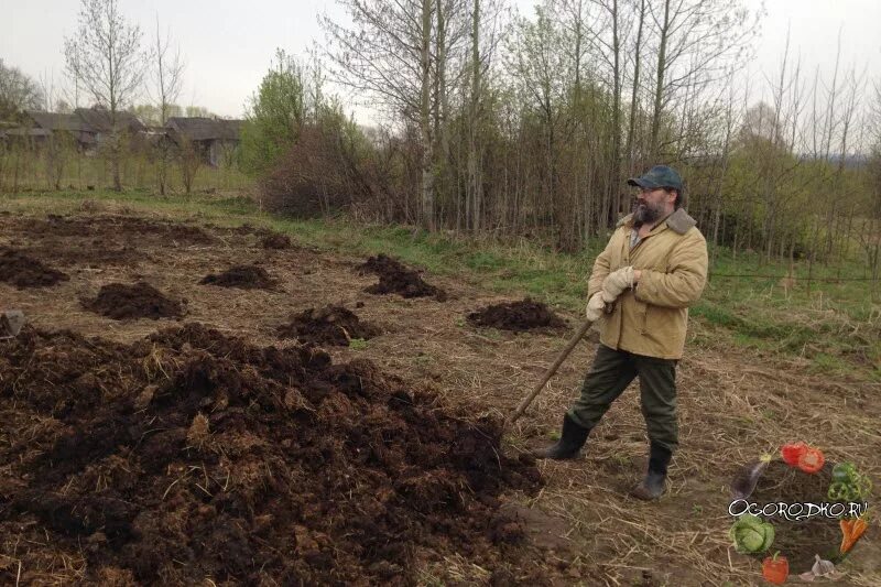 Свежий коровий навоз как использовать весной. Навоз. навоз для огорода. перегной для огорода. навоз коровий.