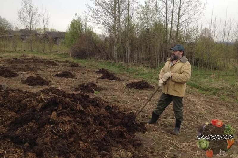 Можно ли вносить свежий навоз. Навоз. Навоз для огорода. Перегной для огорода. Раскидать навоз.