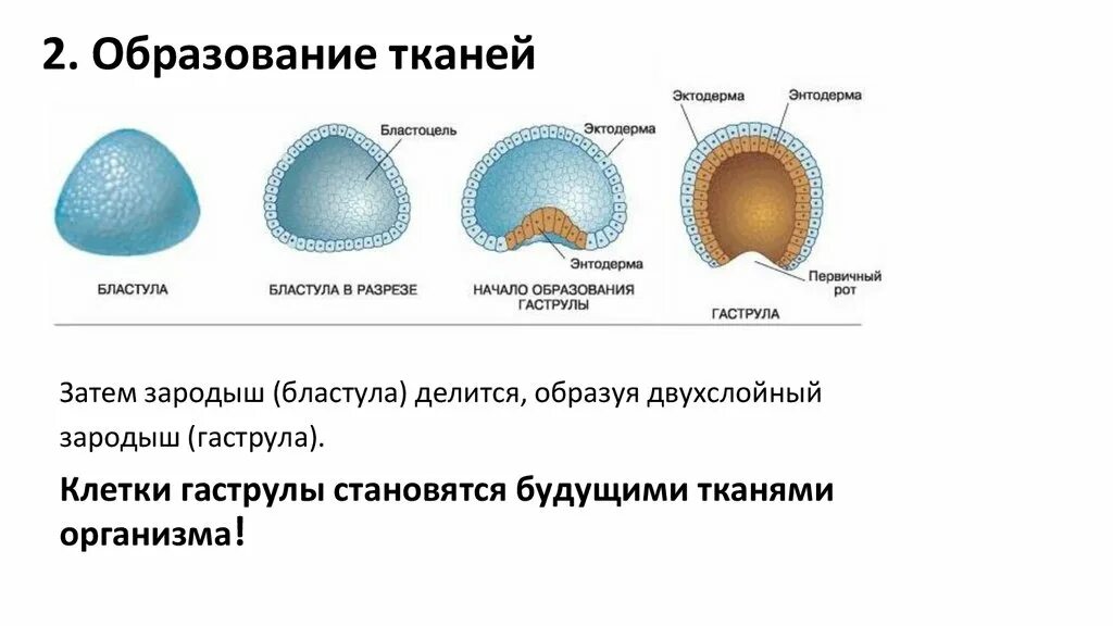 Индивидуальное развитие 6 класс. Индивидуальное развитие организмов 10 класс презентация. Онтогенез покровов тела. Индивидуальное развитие организма нарисовать схемы и подписал части.