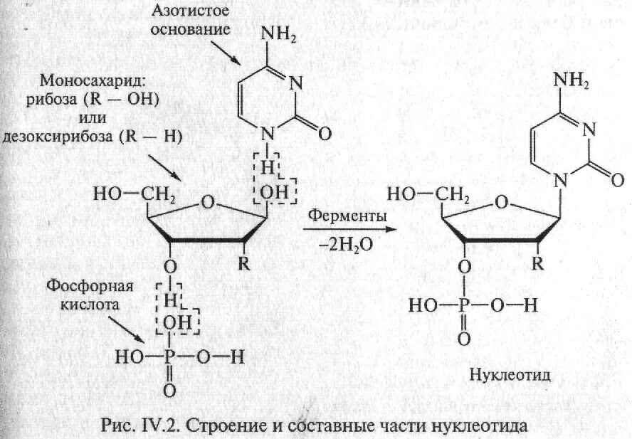 Гуаниновый нуклеотид. Образование нуклеотида из урацила рибозы и фосфорной кислоты. Строение и составные части нуклеотида. Реакция образования нуклеотида. Составные части нуклеотида.