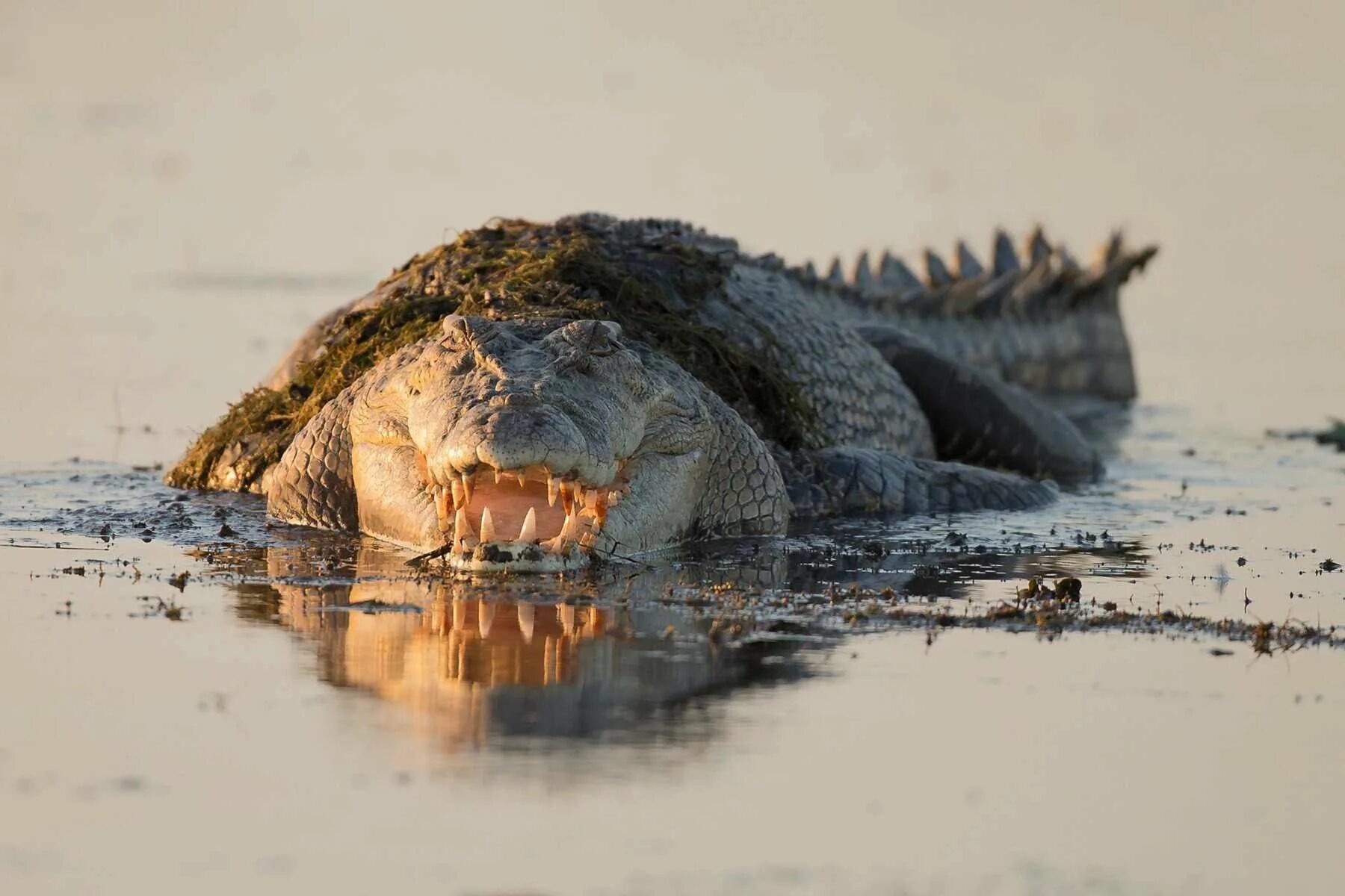 Гребнистый крокодил в австралии. Морской крокодил. Крокодилы в австралии. Австралийский узкорылый крокодил. Нильский и гребнистый крокодил.
