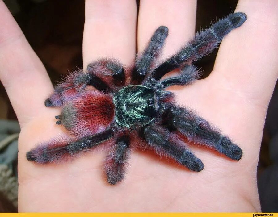 Пауки птицееды ядовитый или нет. Avicularia versicolor (Авикулярия версиколор). Паук птицеед версиколор. Паук Авикулярия. Паук птицеед Авикулярия версиколор.