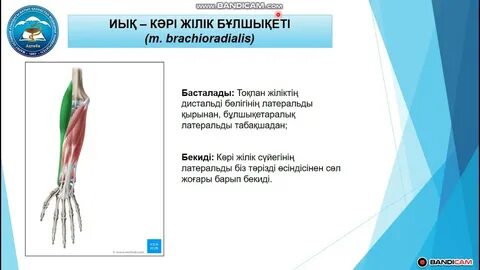 Тілдегі сперматозоидтар